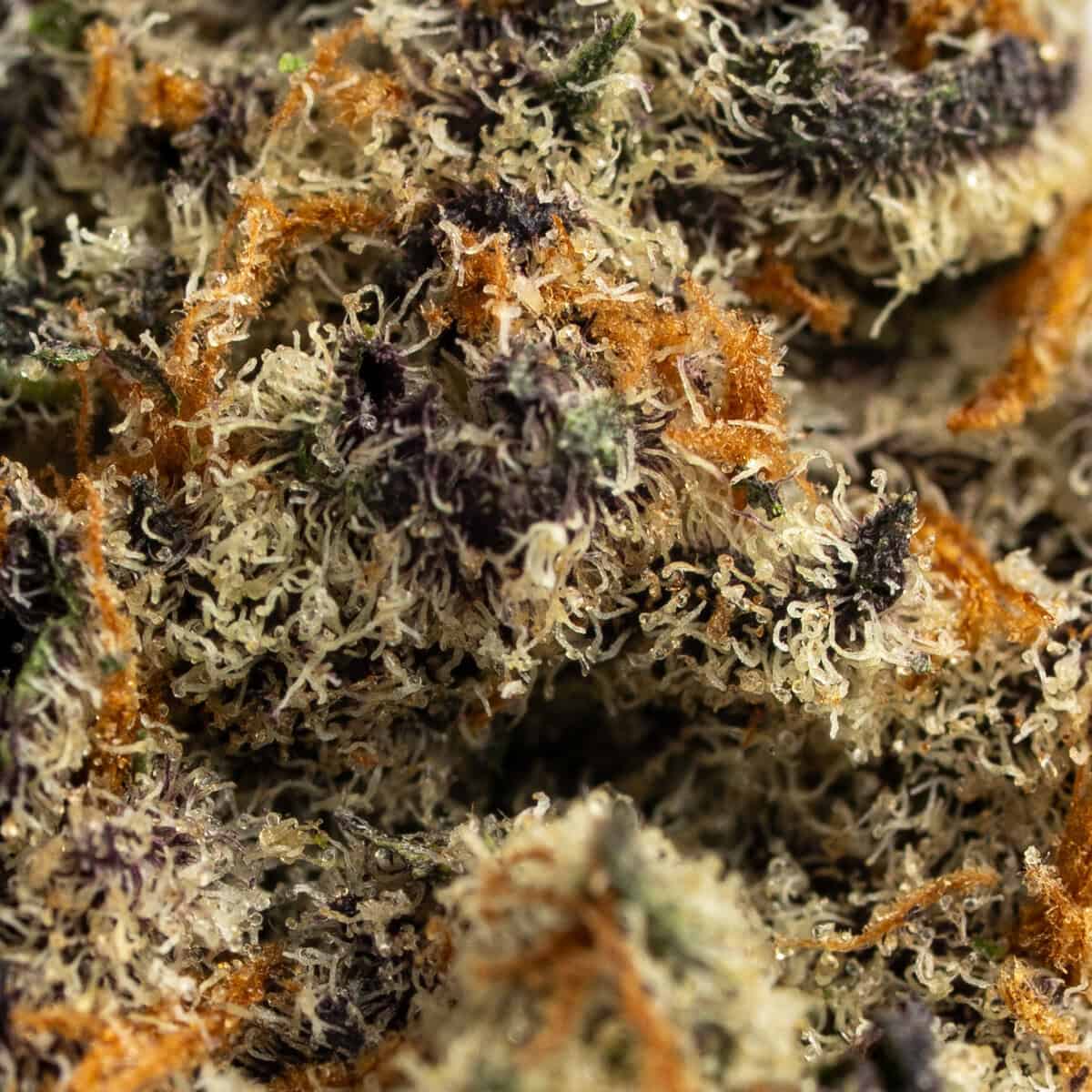 El Chivo by ChronicCenter