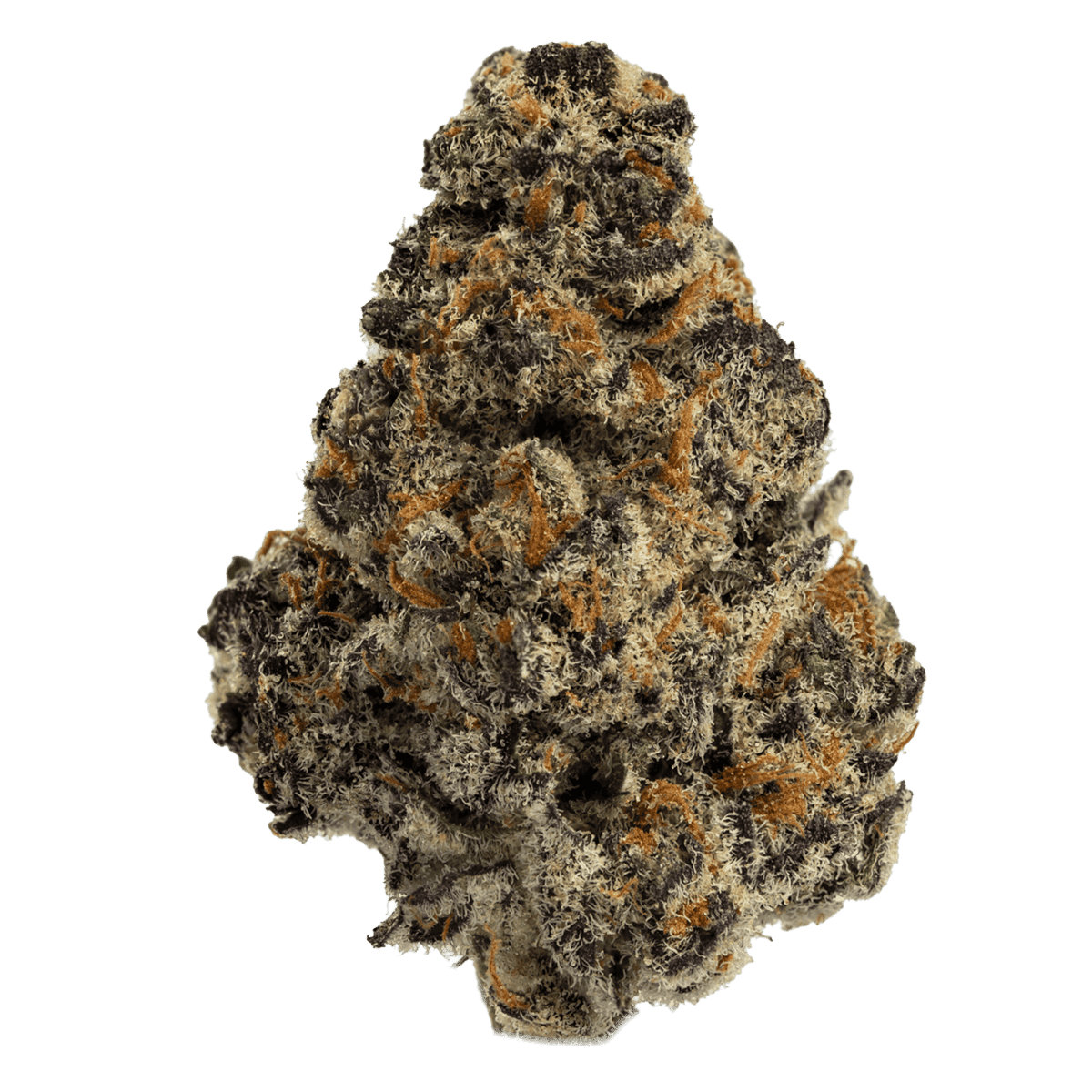 El Chivo by ChronicCenter